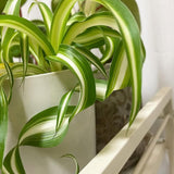Variegated Spider Plant Live, Trailing Spider Plant for Indoor Outdoor Garden, 2-4 Inches Tall, No Pot