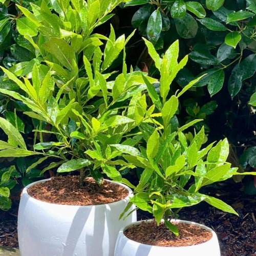 Fragrant Bay Leaf Plant, Live Bay Laurel Plant, 7 Months Old Well-Rooted, Ready to Grown Indoor Outdoor