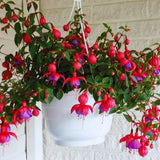 4 Fuchsia Flower Plants from 4 Inches Tall, Purple Red Fuchsia Plants Live