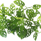 Monstera Adansonii Live Plants, Swiss Cheese Plants Live, 4 to 6 Inches Tall, 2 Plants, Live House Plants Planting