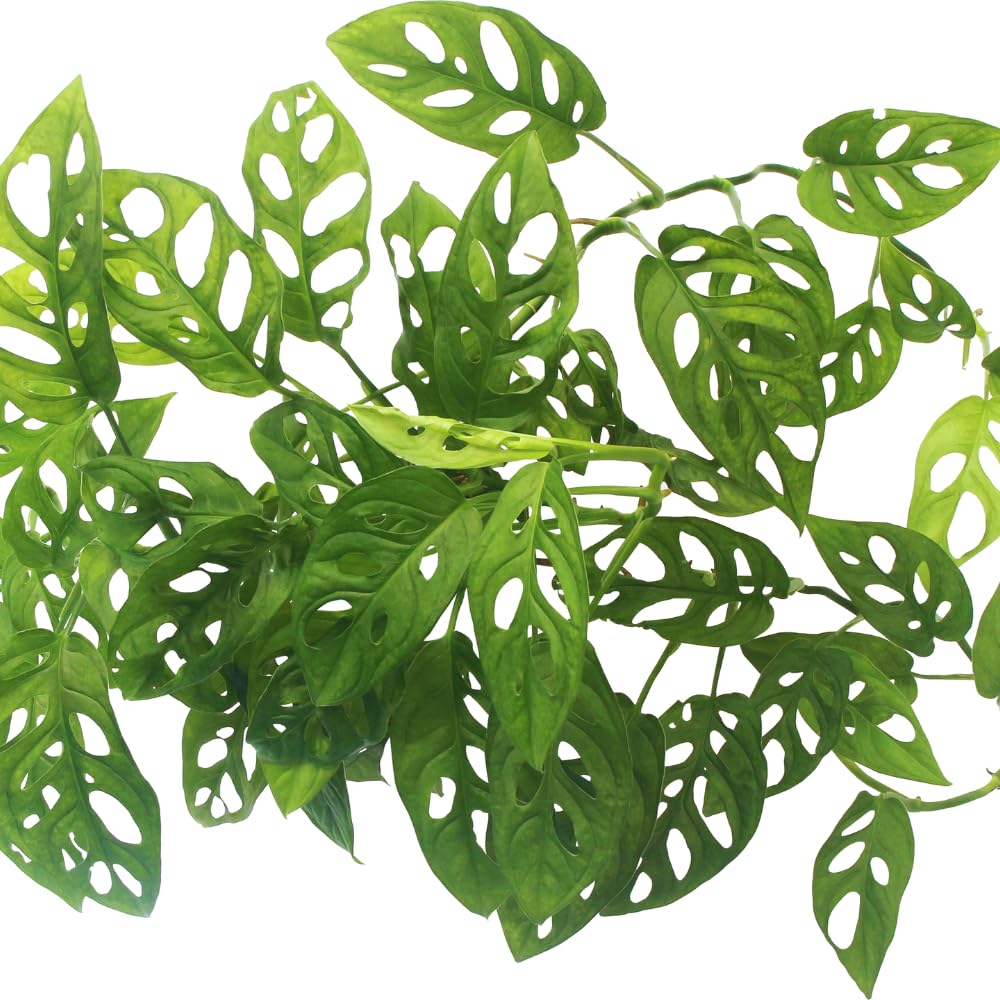 Monstera Adansonii Live Plants, Swiss Cheese Plants Live, 4 to 6 Inches Tall, 2 Plants, Live House Plants Planting
