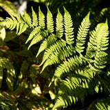 Set 10 Lady Fern Rhizomes, Ferns Starter Roots, Perennial Fern Plants, Ready to Grow