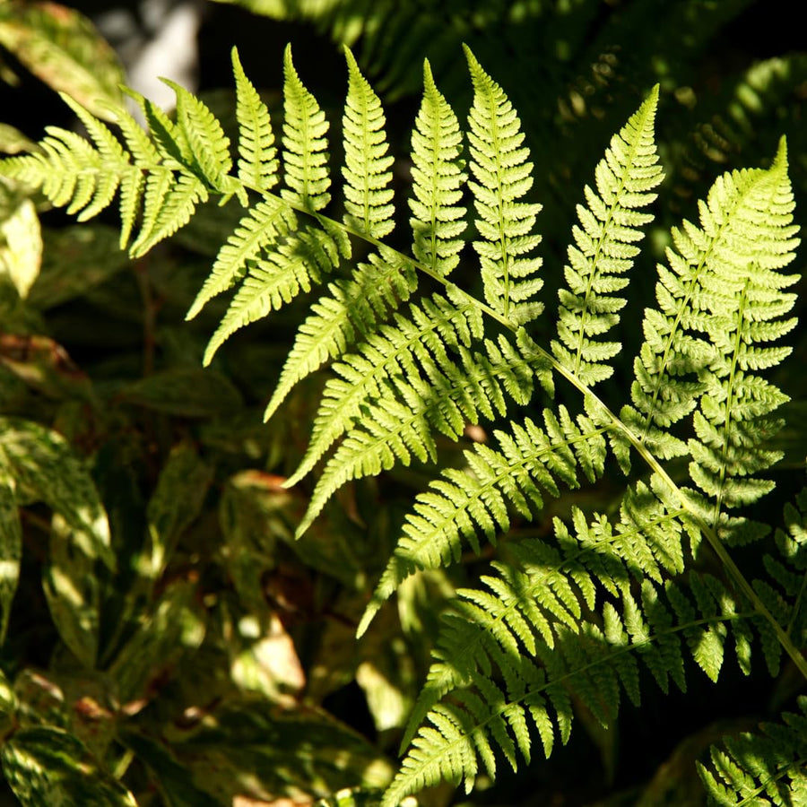 Set 10 Lady Fern Rhizomes, Ferns Starter Roots, Perennial Fern Plants, Ready to Grow