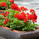 6 Geranium Plants Live, Red Geranium Flower Plants Indoor and Outdoor, 5 to 7 Inches Tall