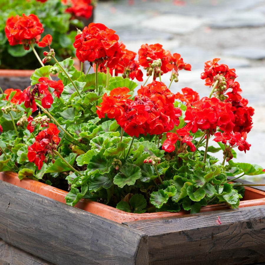 6 Geranium Plants Live, Red Geranium Flower Plants Indoor and Outdoor, 5 to 7 Inches Tall