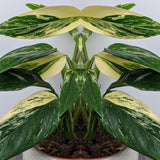 2 Rare Philodendron Live Plants Varieties Collection, Philodendrons Plants Size 5-9 Inc for Indoor Houseplant Décor, Ornamental Tropical Well-Rooted (Monstera Variegated Yellow Green)