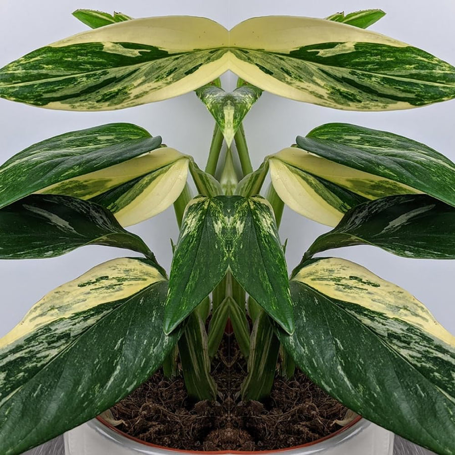 2 Rare Philodendron Live Plants Varieties Collection, Philodendrons Plants Size 5-9 Inc for Indoor Houseplant Décor, Ornamental Tropical Well-Rooted (Monstera Variegated Yellow Green)