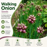 Set of 100 Walking Onion Seeds, Walking Onion Seeds for Planting, Hardy Perennial Vegetable for Pation, Indoor Outdoor Garden