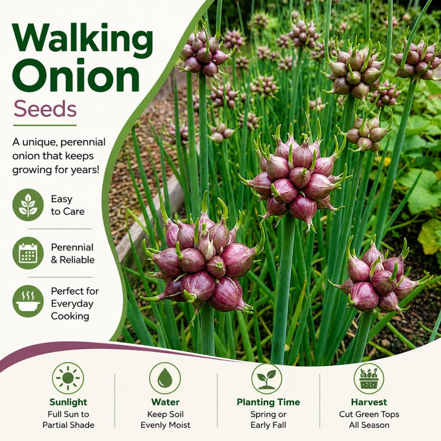 Set of 100 Walking Onion Seeds, Walking Onion Seeds for Planting, Hardy Perennial Vegetable for Pation, Indoor Outdoor Garden