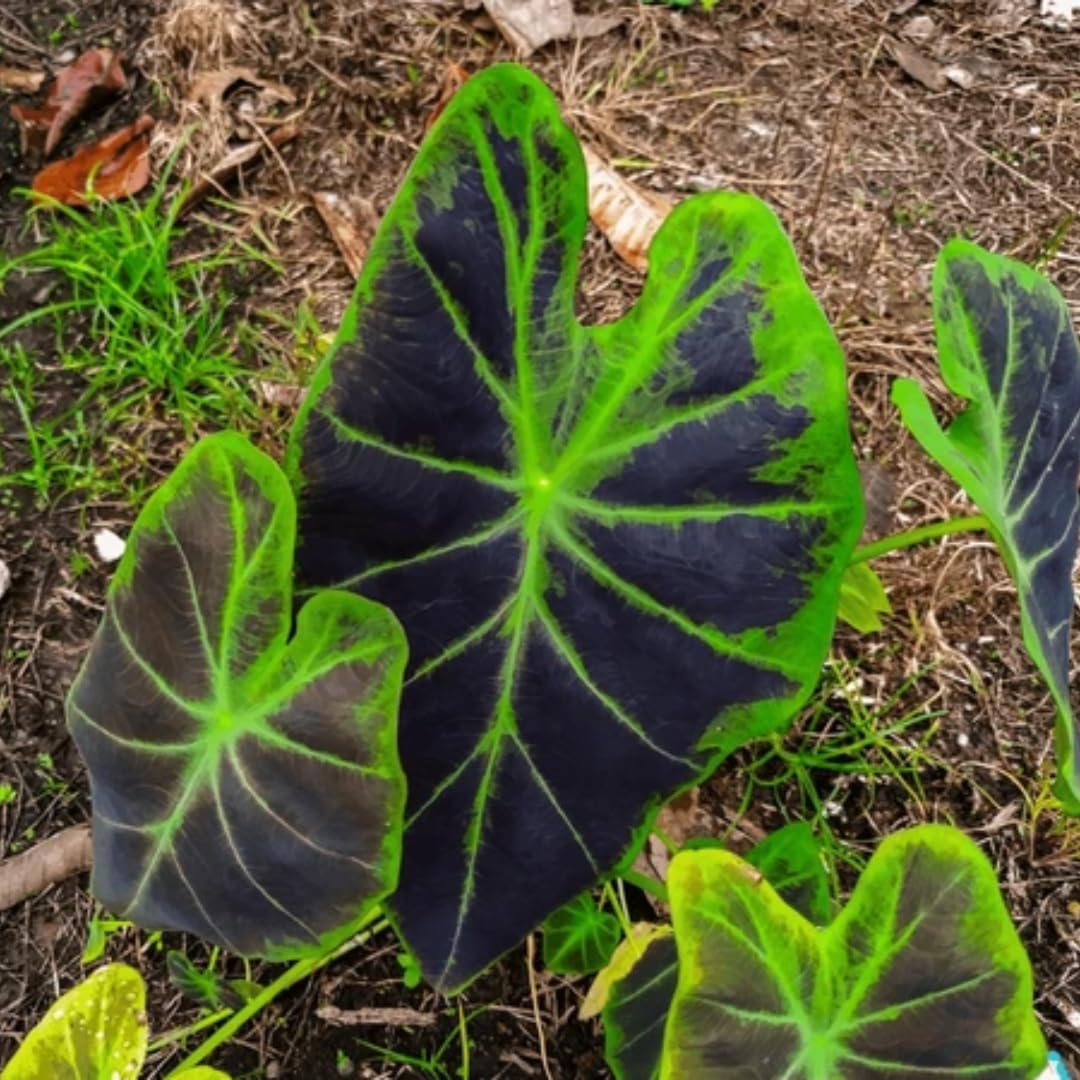 3 Colocasia Plants Live, Elephant Ear Caladium Esculenta Plants, 5 to 8 Inc Tall (Dark Dreen to Black Leaves)