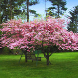 Pink Dogwood Tree Live Plant 1 Year Old in Quart Pot, 6-12" in Tall, Dormant in Winter, Spring Blooms