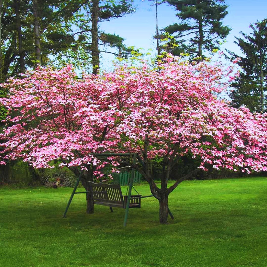 Pink Dogwood Tree Live Plant 1 Year Old in Quart Pot, 6-12" in Tall, Dormant in Winter, Spring Blooms