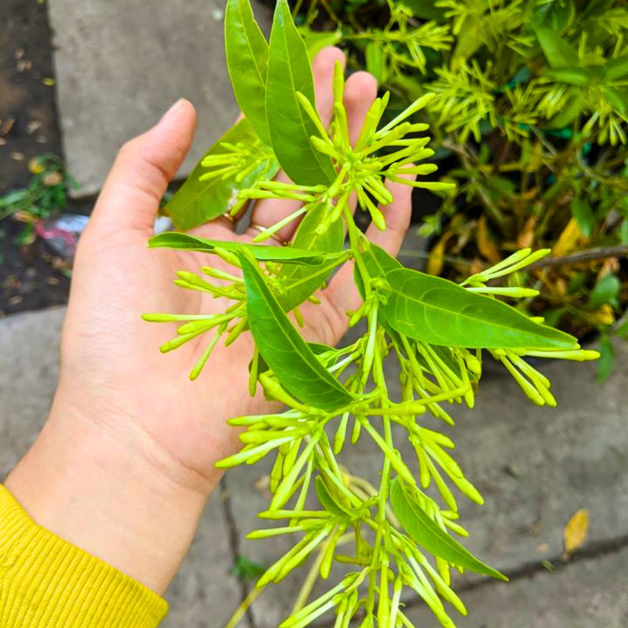 Night Blooming Jasmine Plant Live, Night Jasmine Live Plants Climbing Vine No Pot Indoor Outdoor Fragrant Flower Garden Planting