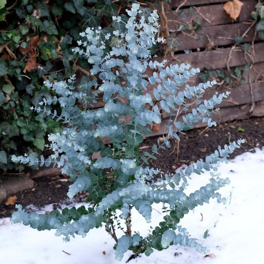 Eucalyptus Plant, Starter Eucalyptus Plant Live in 2.5" Pot, Cold Hardy, Fragrant Foliage, Ready to Grow Indoor Outdoor (Baby Blue)
