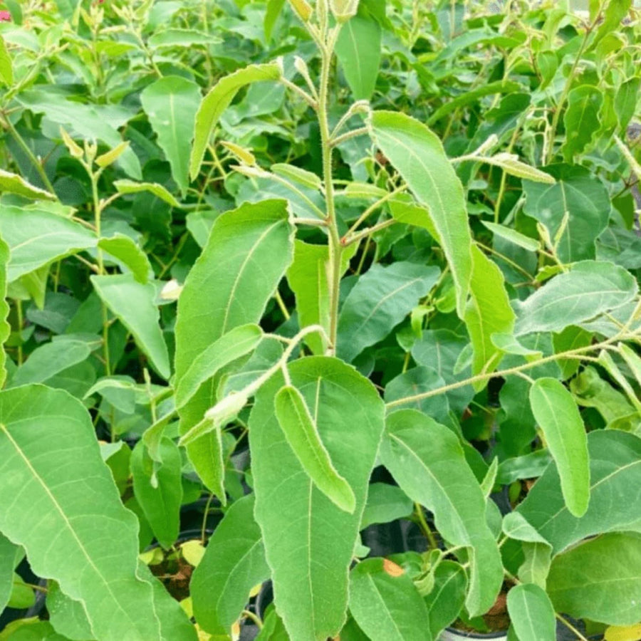Eucalyptus Tree Live Plant 5″ Pot, Fragrant Eucalyptus Plant, Easy Grow Ornamental Tree for Outdoor (Lemon Eucalyptus)