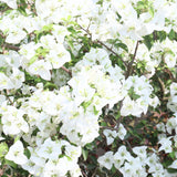 Bougainvillea Plants - Pack 2 Bougainvillea Flowering Plants - Starter from 4 to 6 Inches Tall Bareroot - Growing Outdoor (White)
