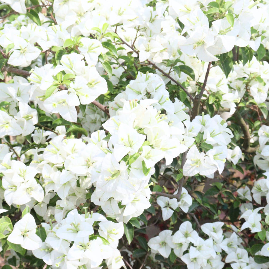 Bougainvillea Plants - Pack 2 Bougainvillea Flowering Plants - Starter from 4 to 6 Inches Tall Bareroot - Growing Outdoor (White)