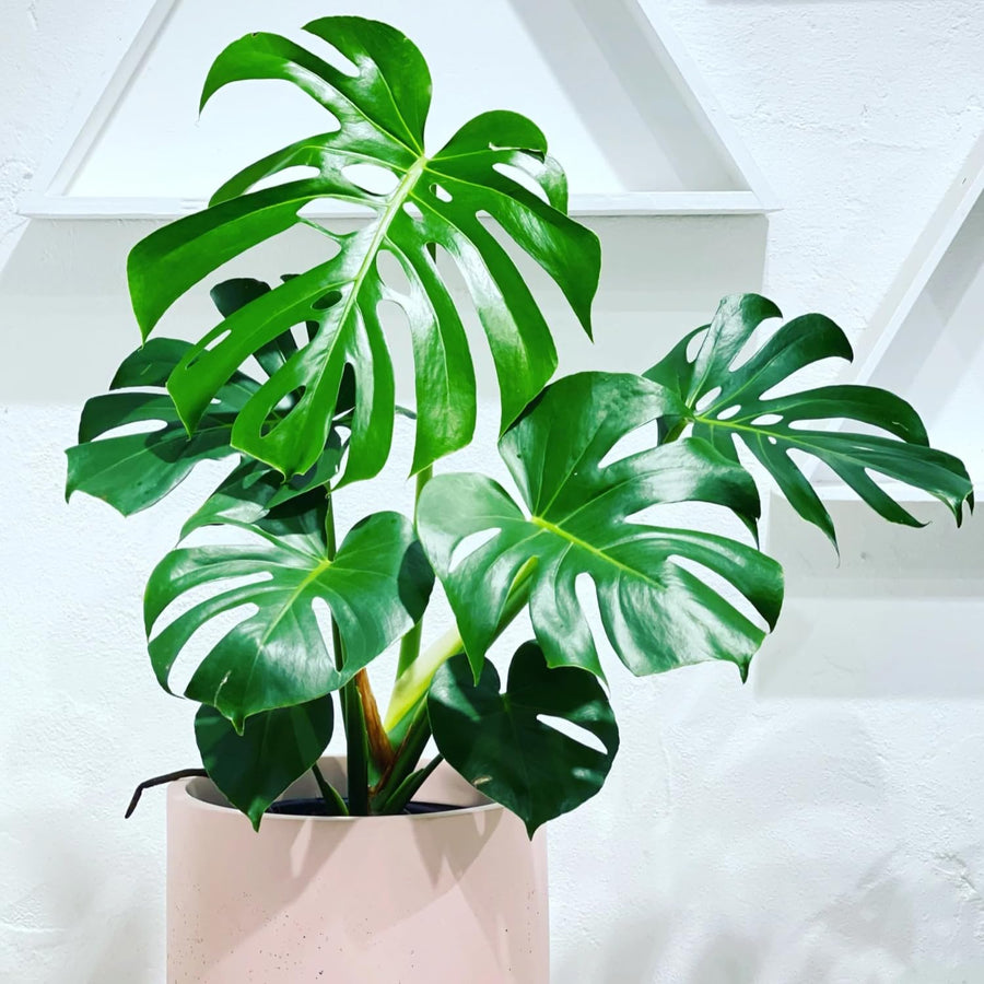 2 Monstera Deliciosa Philodendron Live Plant 5-9" Tall, Rare Tropical Indoor Houseplant Home Garden