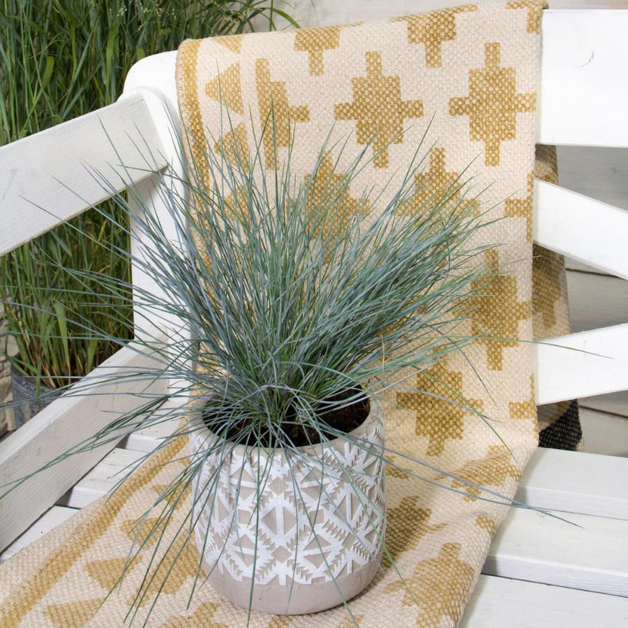 Blue Fescue Grass Plants Live, Ornamental Grass for Outdoor Landscaping and Containers, in 4" Pot