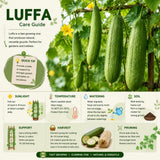 Loofah Live Plant, Luffa Plant, Climbing Vegetalble for Outdoor Garden, 4-6 Inches Tall in 4'' Pot