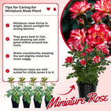Miniature Rose Plant, Live 3” Potted Rose, Compact, Colorful Flowering Rose Bush for Indoor Outdoor Gardens (Red Pink)