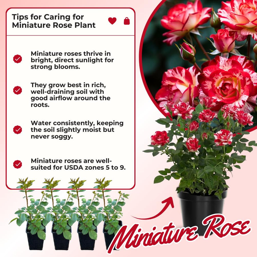 Miniature Rose Plant, Live 3” Potted Rose, Compact, Colorful Flowering Rose Bush for Indoor Outdoor Gardens (Red Pink)