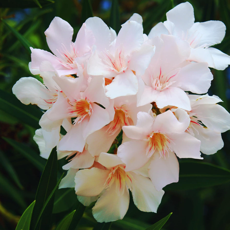 Oleander Plants Live, 2 Small Plants, Live Oleander Flower Plants, Tropical Plant Live Shrub Garden (Salmon)