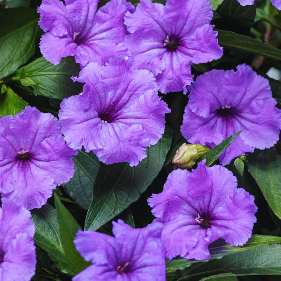 2 Mexican Petunias Live Plants - Petunia Plants Live, Live Petunia Plants Outdoor Garden - Zone 8 to 11, Size 4 to 7 Inch Tall, Purple