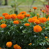 Orange Marigold Plants Live, 3 Starter Plant, Live Marigold Flower Plants Indoor or Outdoors Growing Planting Gardening