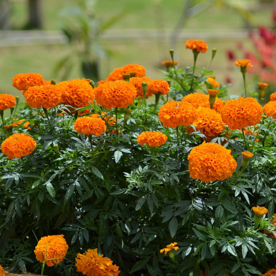 Orange Marigold Plants Live, 3 Starter Plant, Live Marigold Flower Plants Indoor or Outdoors Growing Planting Gardening