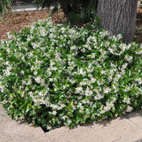 Set 2 Star Jasmine Plants Live, Jasmine Starter Plugs 3-5 Inches, Fragrant Jasmines Trailing Vine for Garden or Container