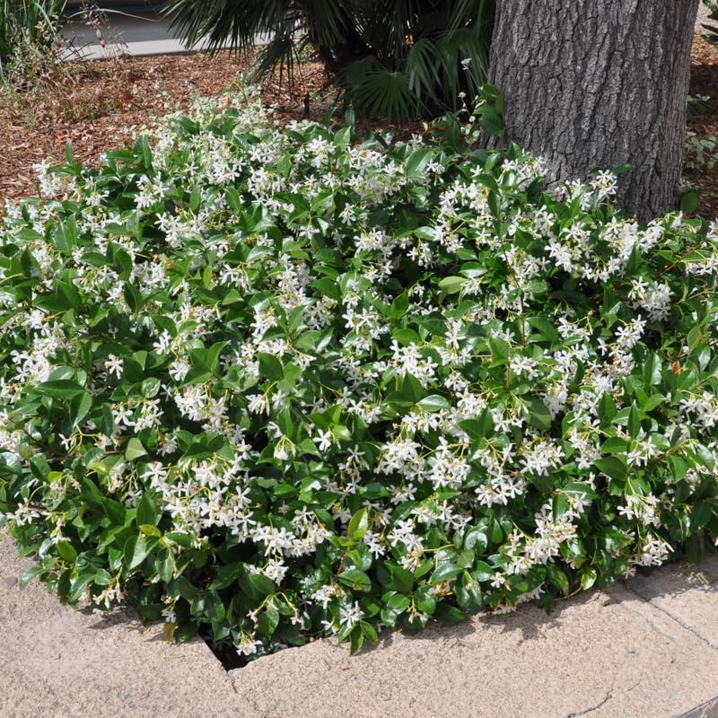 Set 2 Star Jasmine Plants Live, Jasmine Starter Plugs 3-5 Inches, Fragrant Jasmines Trailing Vine for Garden or Container