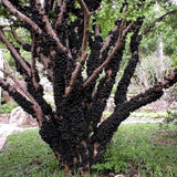 3 Years Old Jaboticaba Tree Plant Live, Air-Layered 3 Feet Tall, Black Jaboticaba Fruit Tree, Well-Rooted for Outdoor Zones 9-11, Brazilian Grape Jabuticaba