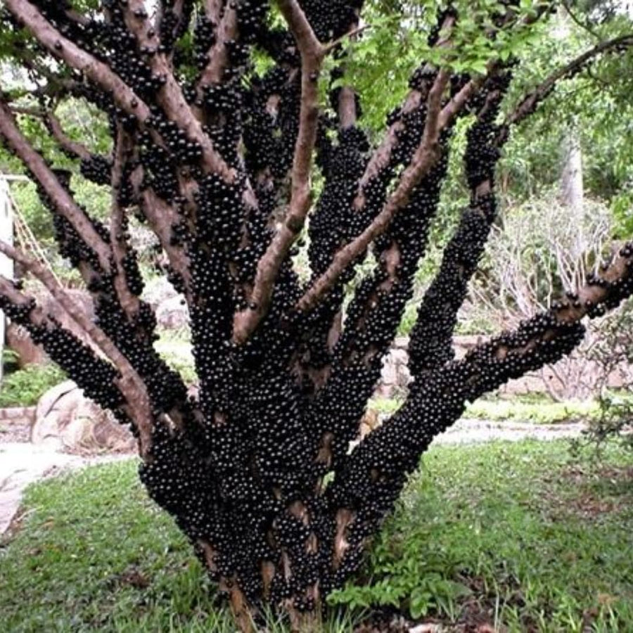 3 Years Old Jaboticaba Tree Plant Live, Air-Layered 3 Feet Tall, Black Jaboticaba Fruit Tree, Well-Rooted for Outdoor Zones 9-11, Brazilian Grape Jabuticaba