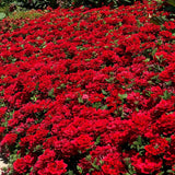 4 Red Verbena Plants Live, 5-9" Tall Hardy Perennial Flower Plants, Well-Rooted Outdoor Planting