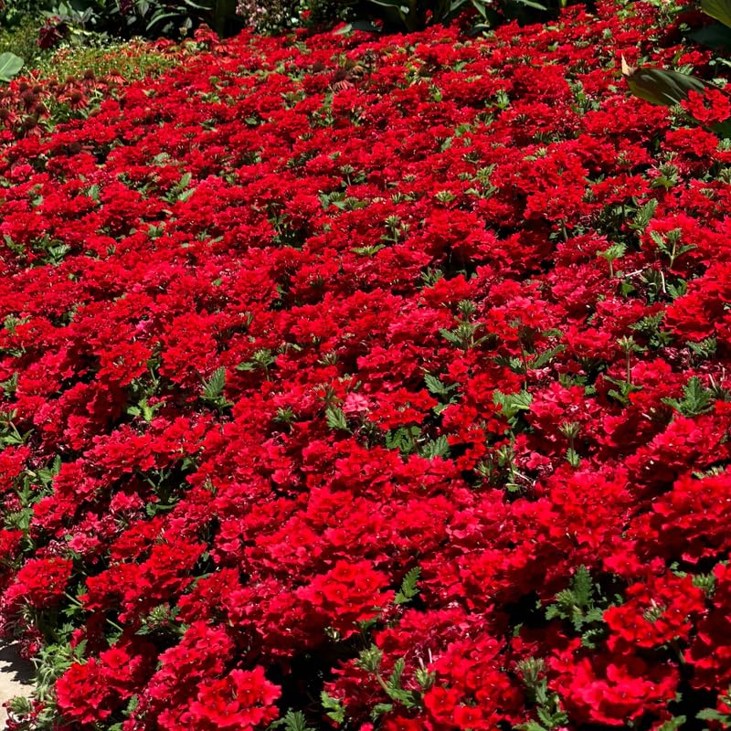 4 Red Verbena Plants Live, 5-9" Tall Hardy Perennial Flower Plants, Well-Rooted Outdoor Planting