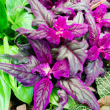 Gynura Plant Live, Purple Velvet Plant, Purple Passion Plants, 4in Potted, Indoor or Outdoor Planting