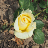 Rose Bush Live Plant - Heirloom Rose Plant Live - Fragrant Rose Flowers Hybrid Tea Rose Seedling - Bareroot with Soil 5-10 Inc Tall (Light Yellow Rose)
