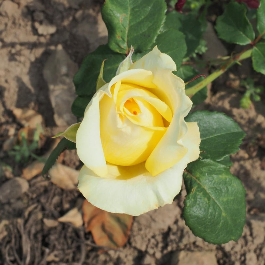 Rose Bush Live Plant - Heirloom Rose Plant Live - Fragrant Rose Flowers Hybrid Tea Rose Seedling - Bareroot with Soil 5-10 Inc Tall (Light Yellow Rose)