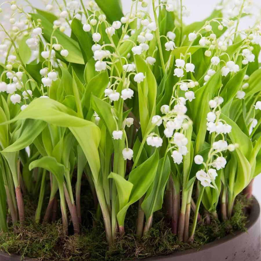 5 Lily of the Valley Roots, Fragrant White Lily Flower Rhizomes, Perennial Spring Flowers