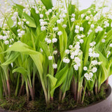 10 Lily of The Valley Roots, Cold Hardy Perennial White Lilies Bulbs for Garden,Spring Planting