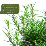 Set 200 Rosemary Seeds, Rosemary Seeds for Planting, Fragrant Herb for Indoor Outdoor Growing