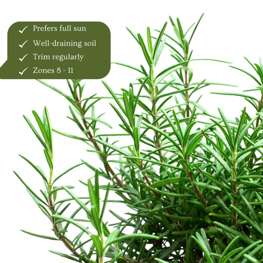 Set 200 Rosemary Seeds, Rosemary Seeds for Planting, Fragrant Herb for Indoor Outdoor Growing