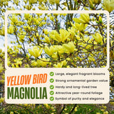 Yellow Magnolia Plant Live, 6-12 Inch Tall, Magnolia Tree in 2.5” Pot, Flowering Ornamental Tree
