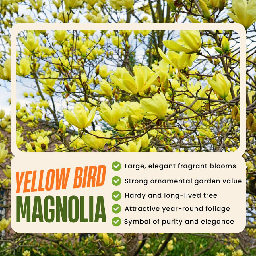 Yellow Magnolia Plant Live, 6-12 Inch Tall, Magnolia Tree in 2.5” Pot, Flowering Ornamental Tree
