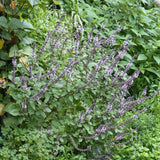 African Blue Basil Plant, Perennial Basil Plant Live, 4-6" Fragrant Leaves Live Herb Plants Potted for Planting in Container, Home Garden