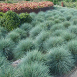 Set 2 Blue Fescue Grass Plants Live, Festuca Ornamental Grasses Live Plants Perennial, 5-8 Inches, Live Grass Plant for Planting