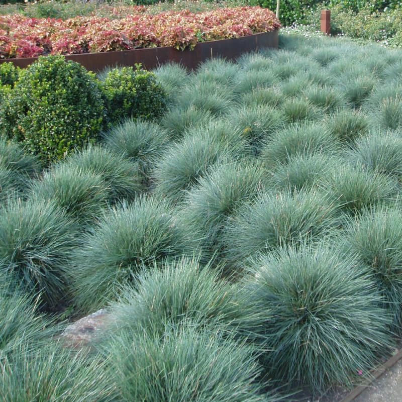 Set 2 Blue Fescue Grass Plants Live, Festuca Ornamental Grasses Live Plants Perennial, 5-8 Inches, Live Grass Plant for Planting