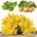 Ginkgo Biloba Tree Live Plant 1 Year Old Seedling, Yellow Maidenhair Tree for Outdoor Planting, 6-10 Inches in Tall in 4" Potted