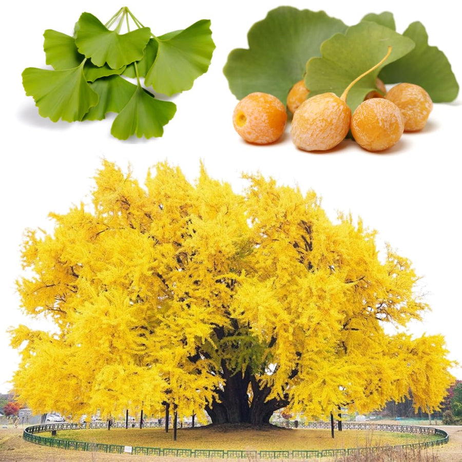 Ginkgo Biloba Tree Live Plant 1 Year Old Seedling, Yellow Maidenhair Tree for Outdoor Planting, 6-10 Inches in Tall in 4" Potted
